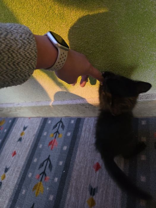 Adopție motănel jucăuș