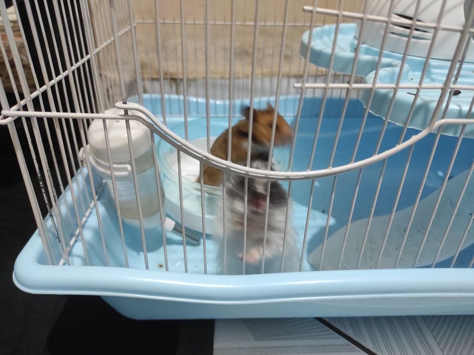 Продам двух хомячка