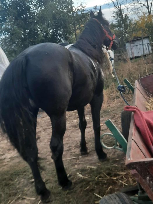 Vând mănză 3 ani și jumătate.