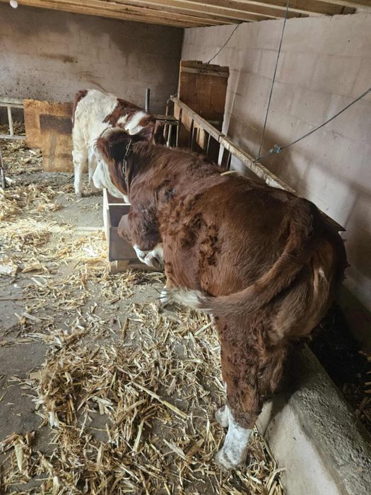 Vite de vanzare din rasa Baltata Romaneasca