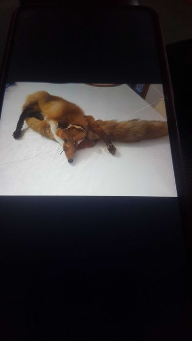 Шал от цяла лисица