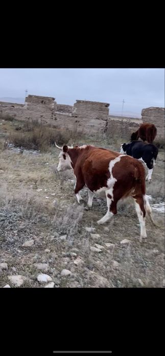 Продам семь коров