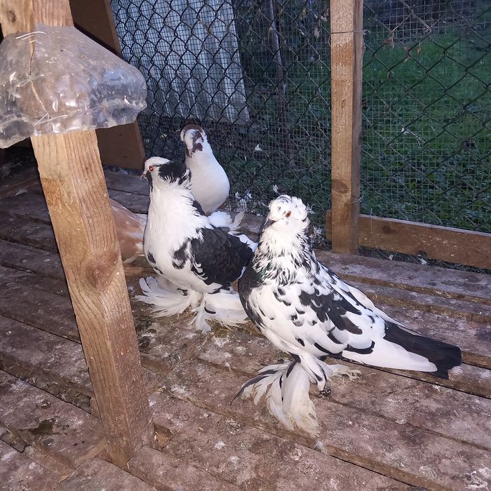 Porumboi uriasi maghiari