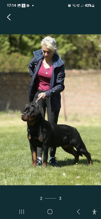 Pui rottweiler cu pedigree