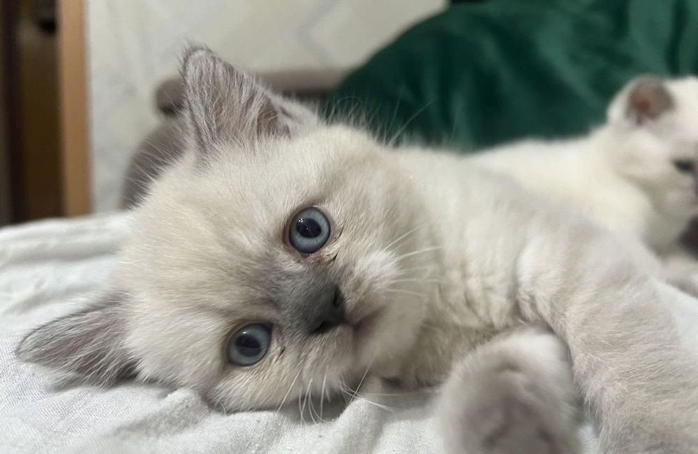 Британские котята, 1.5 мес ходят в лото
