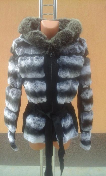 haina blana rex chinchilla