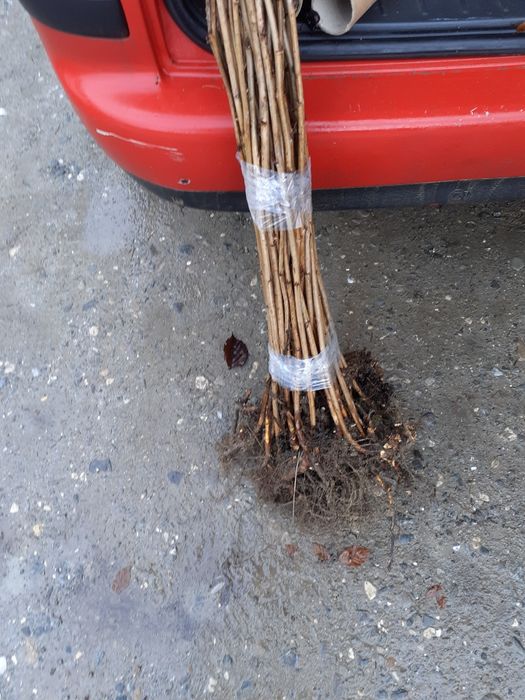 Vand butasi de zmeură soiul polka si polana