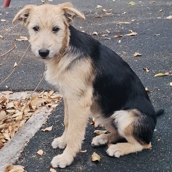 Щенки щенята собака