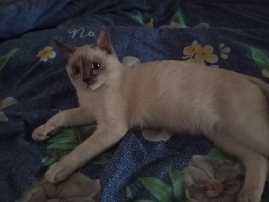 Mushuk sotiladi parodali