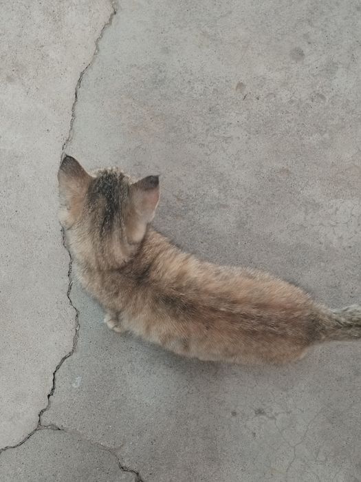 Котенок прибился девка, кому надо может быть.Наглый котенок,
