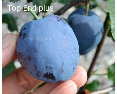 Pruni la oferta pachet de 10 bucati anul 3 coroana formata- 170 lei