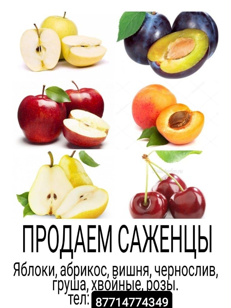 Продам   саженцы