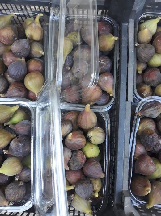 Smochin aclimatizat anul 1, 2,3