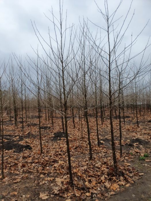 Copaci ornamentali Tei-Mesteacan-Platan-Artar-Paltin-Stejar-Frasin