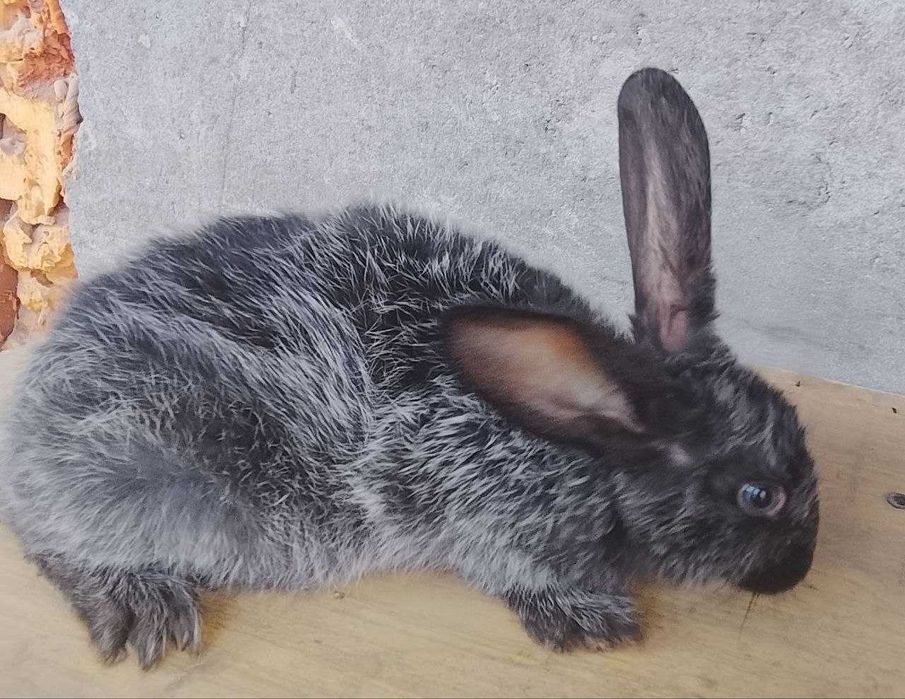 Кролики  2 месяца