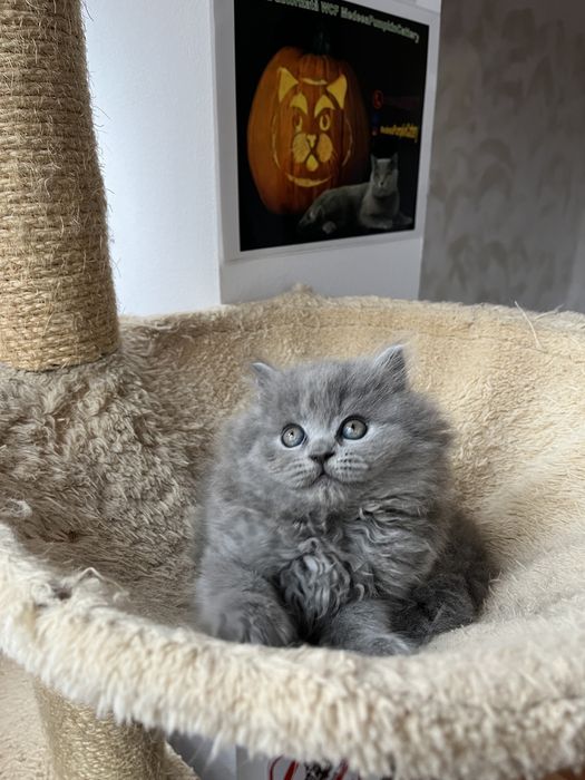 British longhair fetita