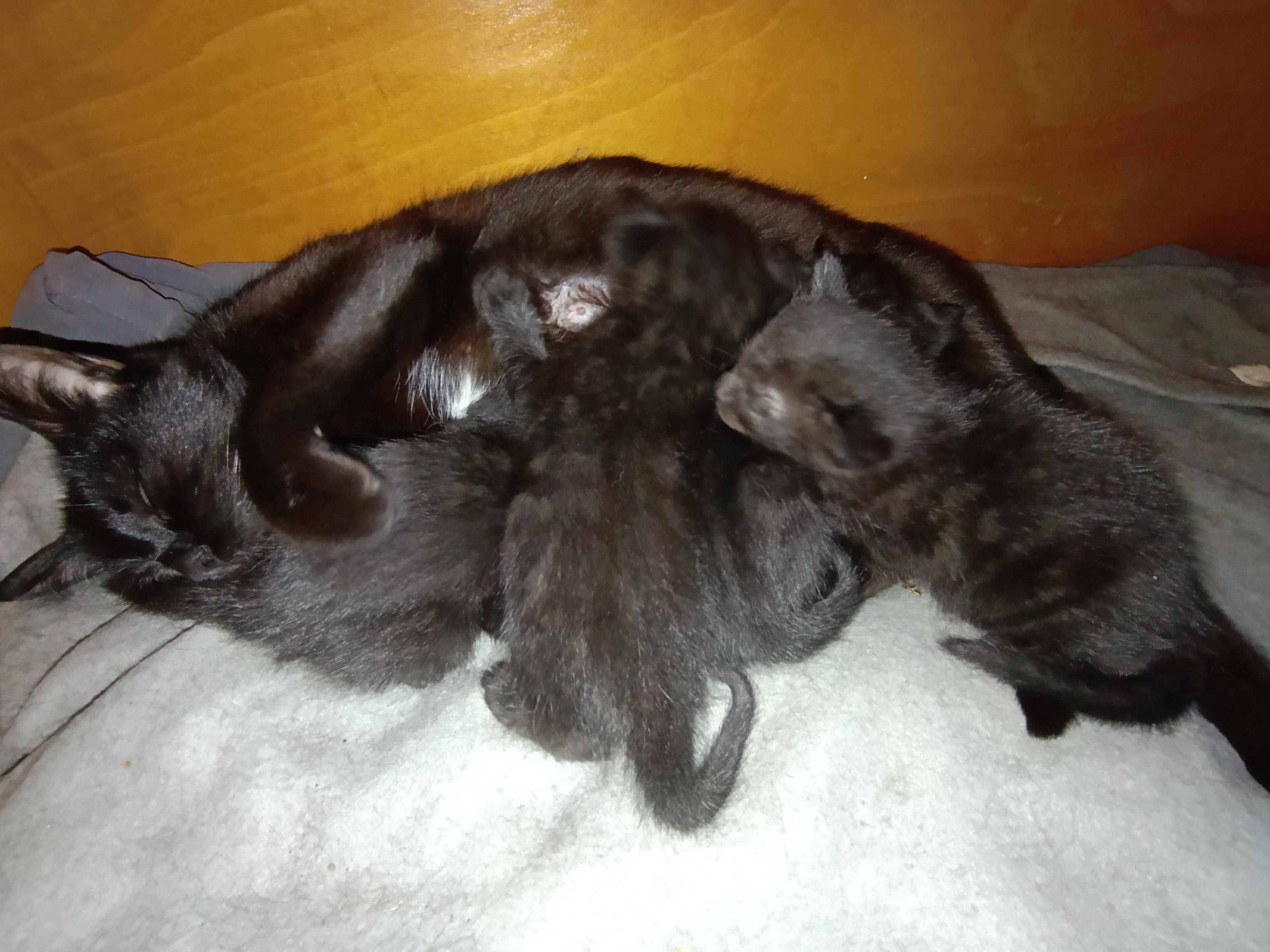 Малки котета с гаранция :)