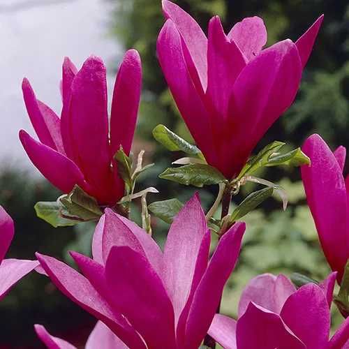 Magnolia galbena albastra susan superba ricki