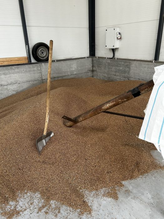 Grau in saci de 50 kg