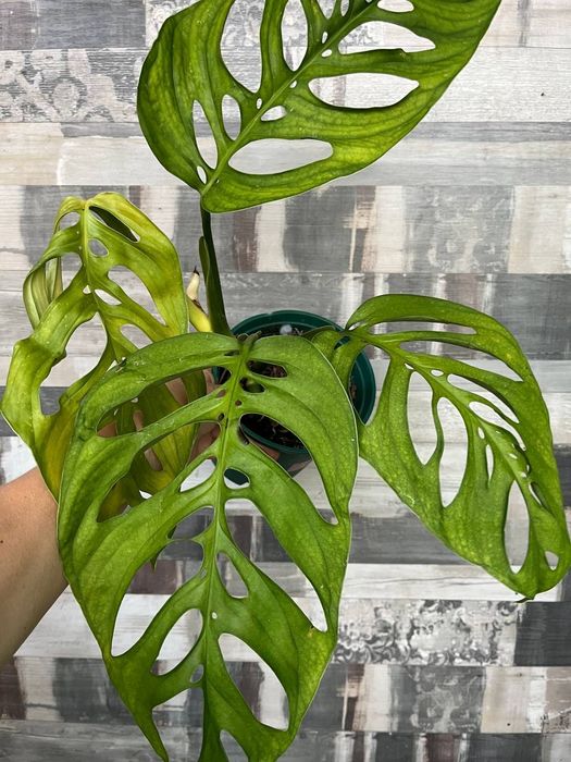 Монстера Эскелето  комнатные растения