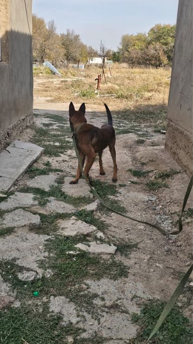 Белгиская Малинуа