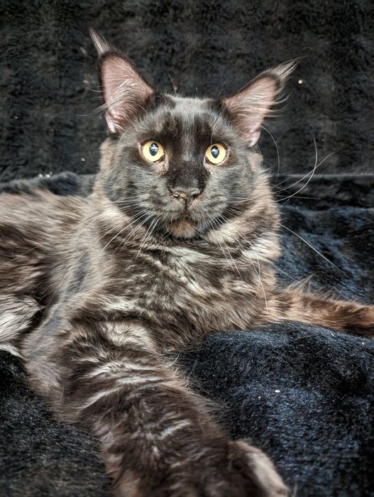 Ранняя бронь на  котятМейн Кун  Полидакт