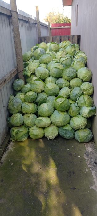 Varză de vânzare 1.50 lei kg