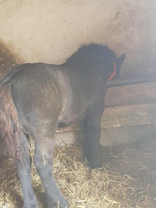 Vand o manza si un manz