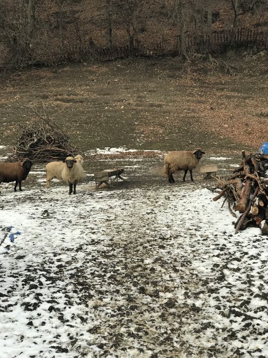 Vând 30 oi cu miei,900 lei(oaie și miel)-preț discutabil