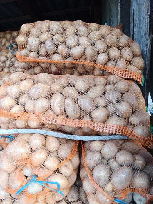 Vând cartofi consum alb