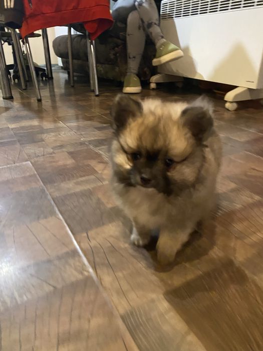 Померанче— истинска топка любов