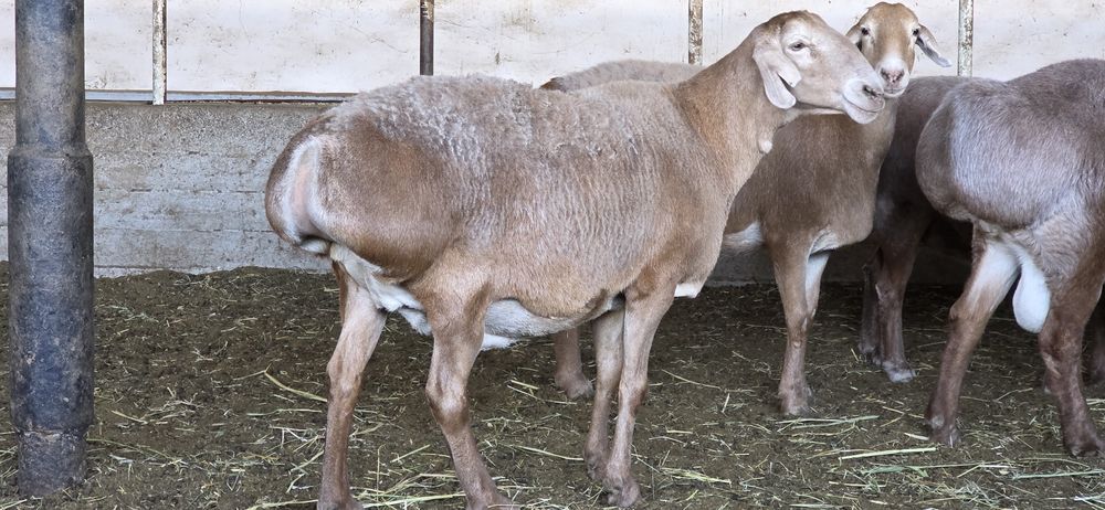 3 - qoringa bo'g'oz xudo xoxlasa