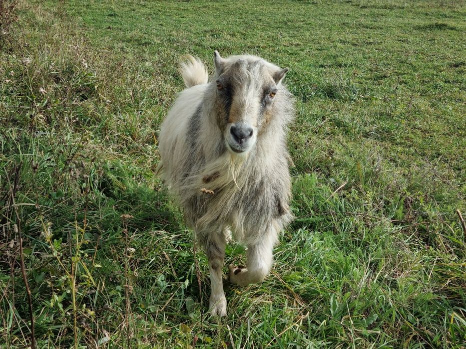 Vând țap de 3 ani