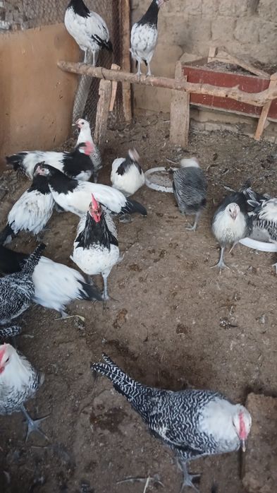 Lakadelfi va Brekirlar Xorozi Sotiladi