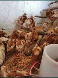 Несушка, Ломан Браун, цыплята