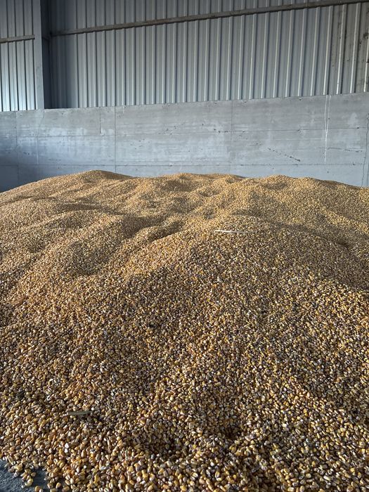 Porumb boabe recolta 2025