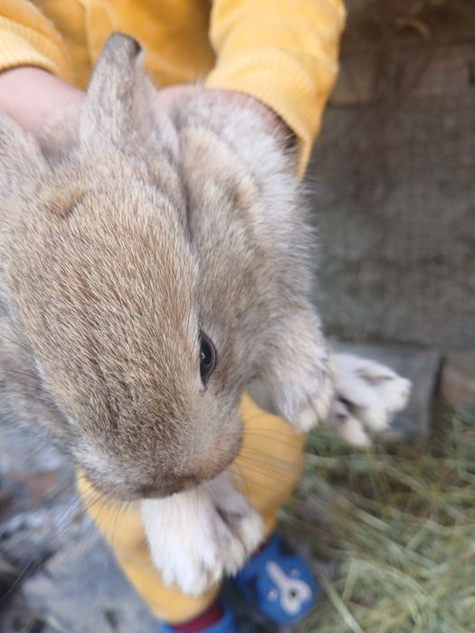 Ona quyon va bolalari sotiladi