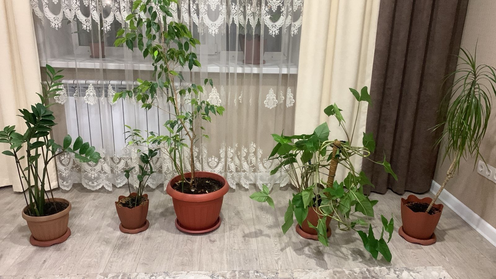 Продам цветы отличные