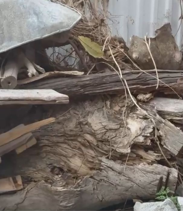 Дрова для бани (бесплатно)