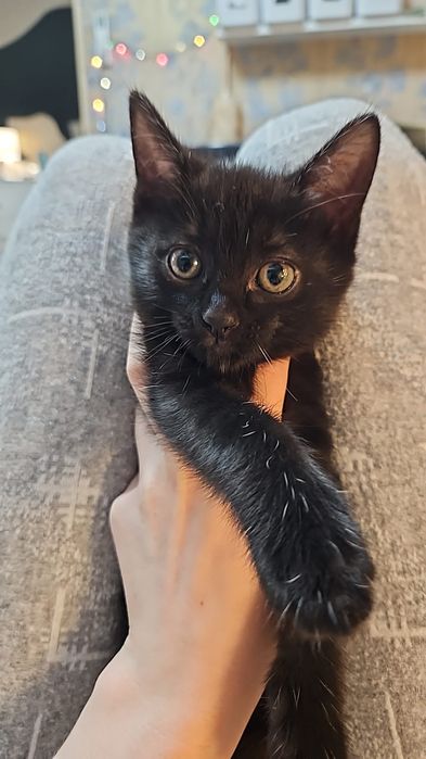 Срочно,  котята  ищут дом