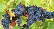 Vand struguri de vin
