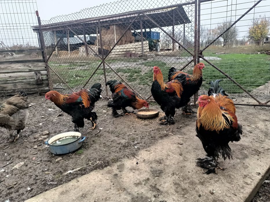 Cocoși brahma potârnichiu