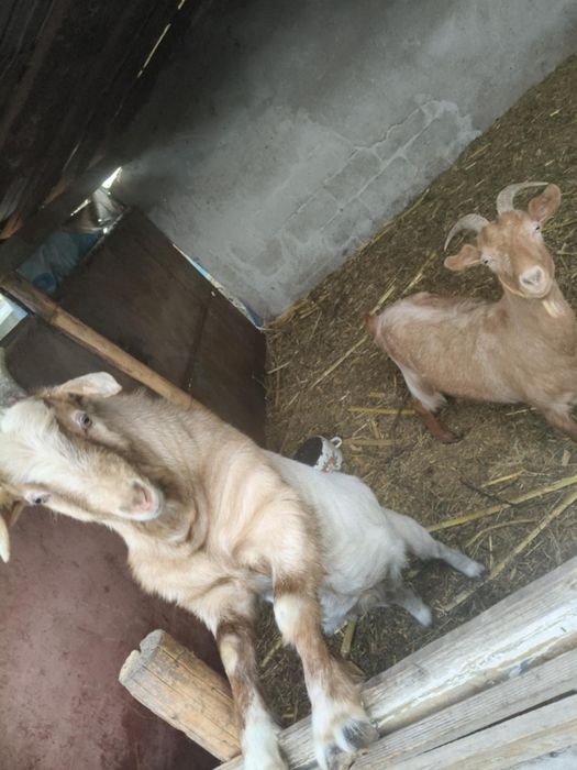 Vând 2 țapi și o capră