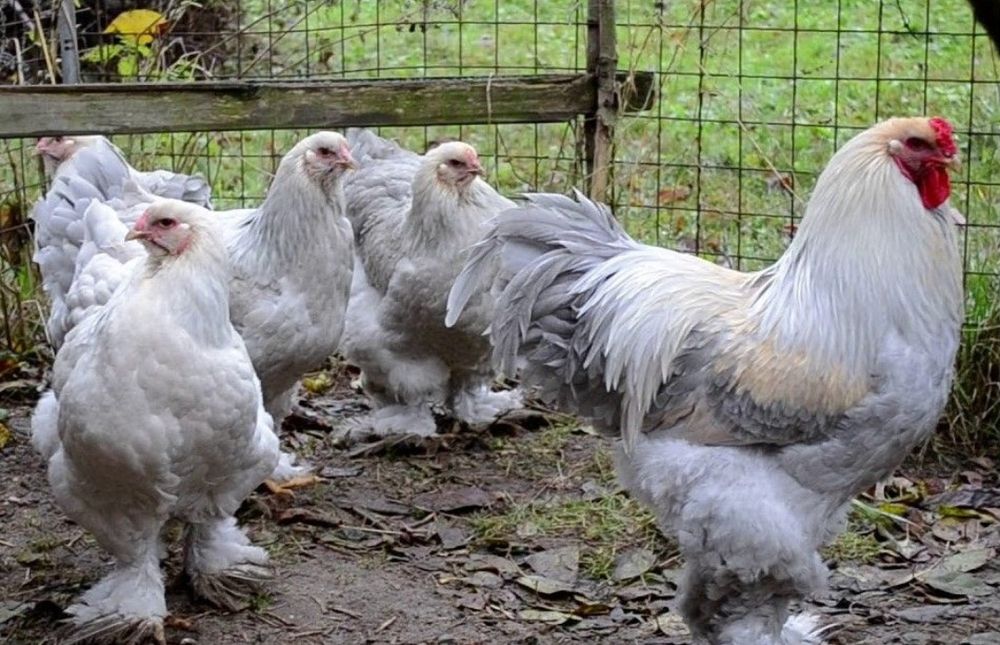 Инкубационное яйцо, цыплята, куры, несушки, петухи