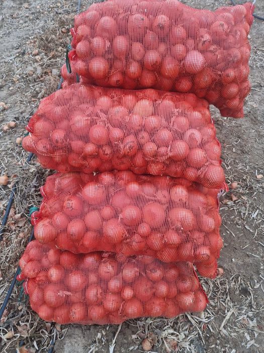 Продам репчатый лук