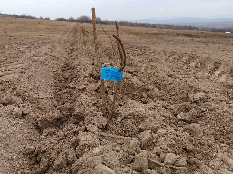 Puieti de alun certificati , eticheta albastra, anul 2