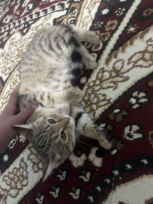 Mushuk sotiladi qz bola