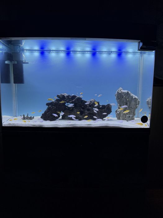 Afrikanski snejinka yellow baliqla sotiladi