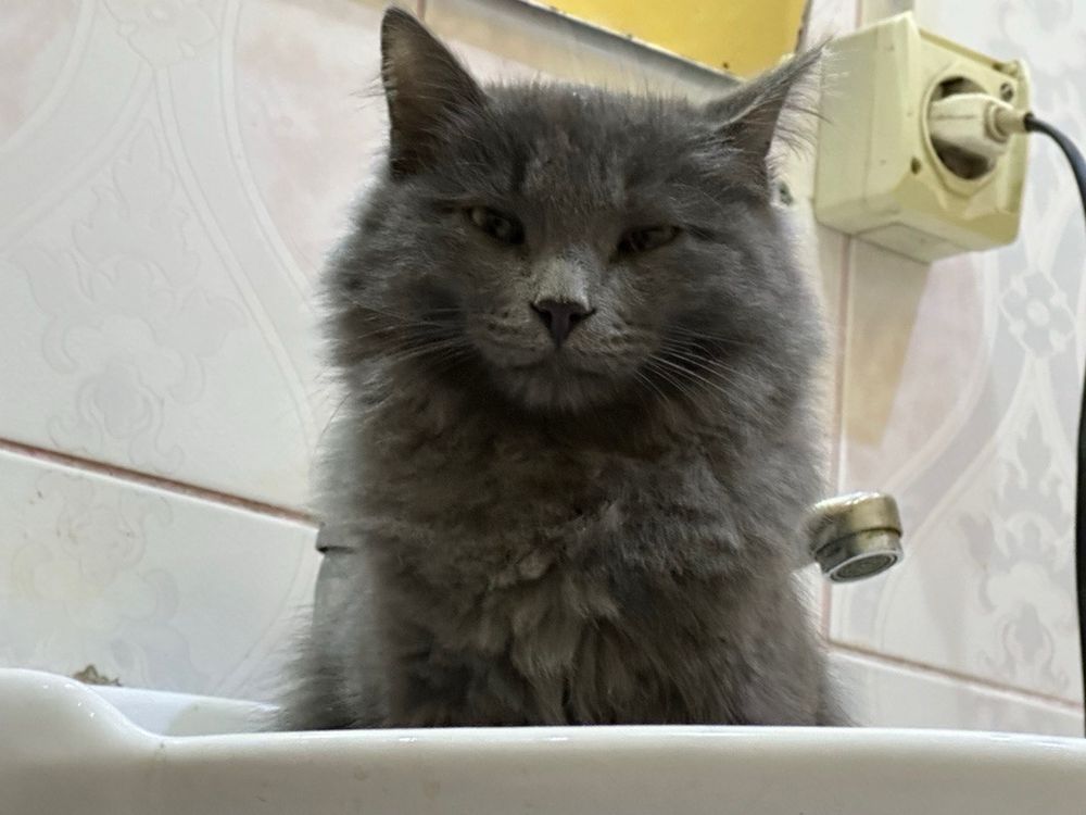 ПОТЕРЯЛСЯ КОТ помогите найти