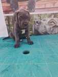 Fetita Cane Corso
